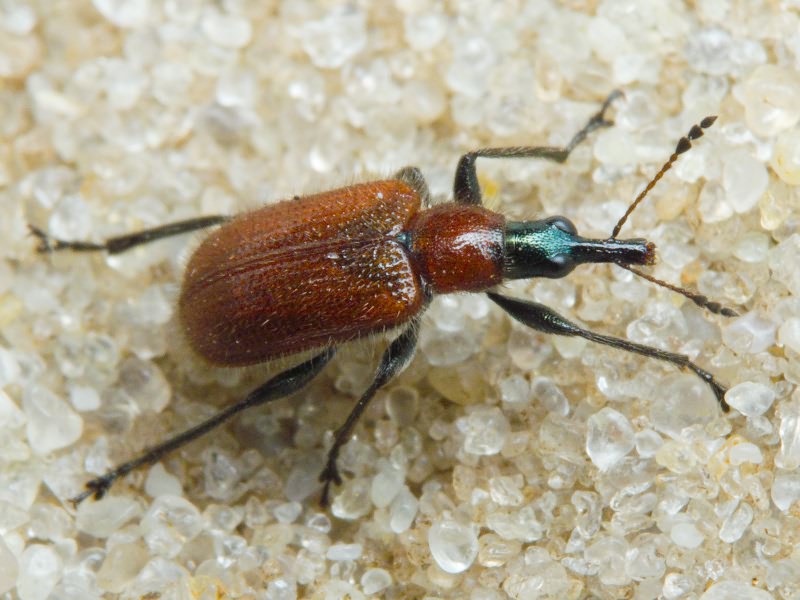 Lasiorhynchites (Stenorhynchites) coeruleocephalus (Shaller, 1783)